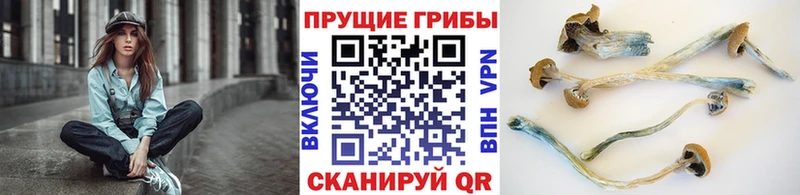 дарнет шоп  Карасук  Галлюциногенные грибы Psilocybine cubensis 